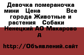 Девочка помераночка мини › Цена ­ 50 000 - Все города Животные и растения » Собаки   . Ненецкий АО,Макарово д.